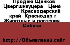 Продаю Щенков Цвергшнауцера › Цена ­ 2 000 - Краснодарский край, Краснодар г. Животные и растения » Собаки   